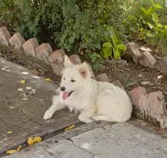 Russian dog available for sale 03419129910