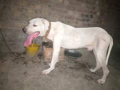 BULLY GULTAIR DOG