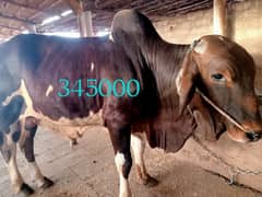 Qurbani bull | Bachra | desi bulls | Wehra | بچرا | qurbani 2025