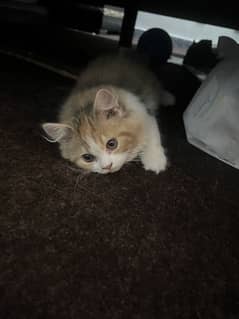 Persian cutest ginger cat