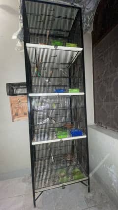 birds