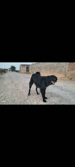 Romanian Raven Shepherd Dog