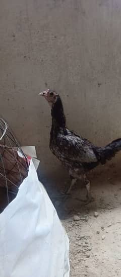 Thai hen
