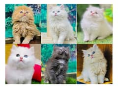 Persian