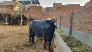 bull