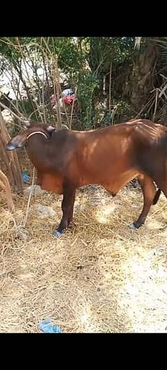 pakka kheera