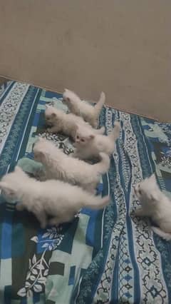 persian