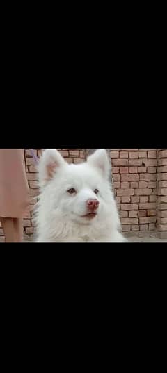 pink nose Russian male for sale exchange possible German puppy