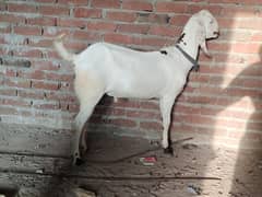 Bakra
