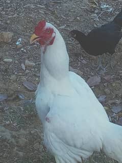 aseel Heera white for sale