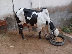 cow for sale