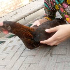 7 desi murghia or aik murgha
