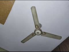 Fan Royal/Super Asia Ceiling