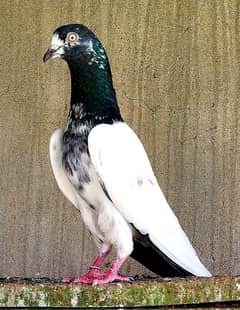 KASURI BREED PIGEON