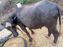 Jhota (Kata) Qurbani k Liay