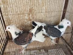 Fancy Pigeon Pair/ Breeding Pair