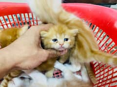 Persian Triple Coat Fluffy Kittens For Sale