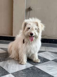 Russian dog