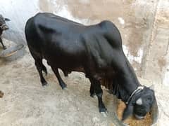 Do Dant Bachre