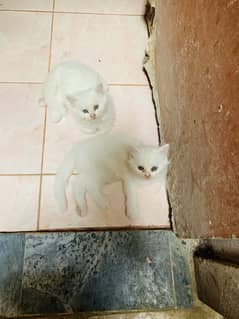 Persian