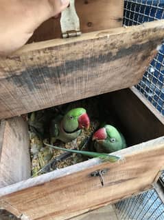 Raw pairs, green pairs for sale