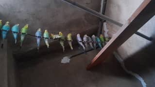 budgie
