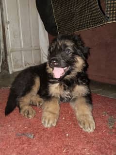 GSD LONG COAT PUPPY AVAILABLE