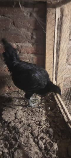 Ayam