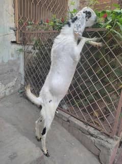 qurbani wala Bakra healthy and active