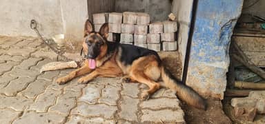 german shepherd female