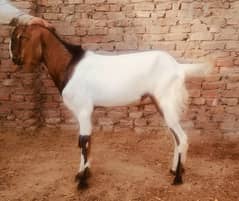 Goat | bakra | sheep | khasi | بکرا | bakry | 200 bakra for sale.