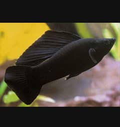 molly fish black colour and one is black with orange