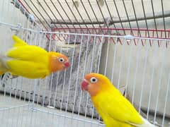 lutino parsnata breeder pair