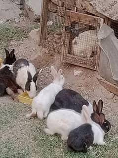 rabbits (7)