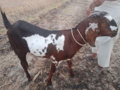 Qurbani K Liay Khobsorat Bakra