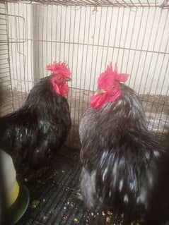 2 male