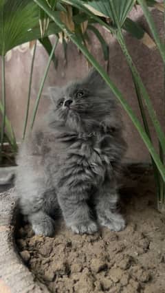 Triple coated persian punch face kitten