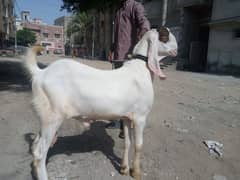 Gulabi Andu Bakra Pink Nose