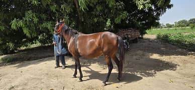 pragenent 10 month female