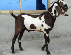 Qurbani Ka special Bakra donda
