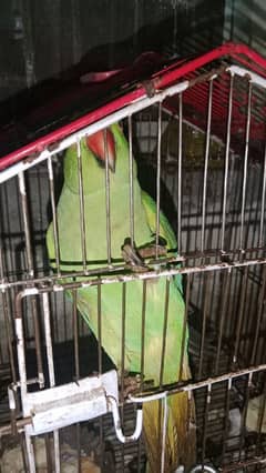 parrot