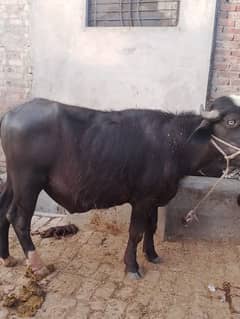 bull
