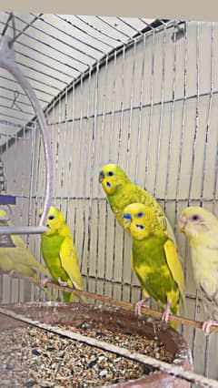 Parrots low price pair