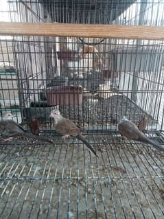 pied dove/crusted dove chicks