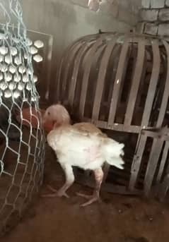 Heera chicks