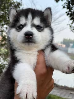 husky male / female puppies/03234414509 WhatsApp