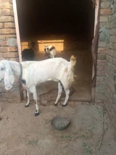 Goat for Qurbani