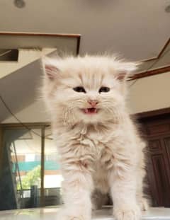 Persian