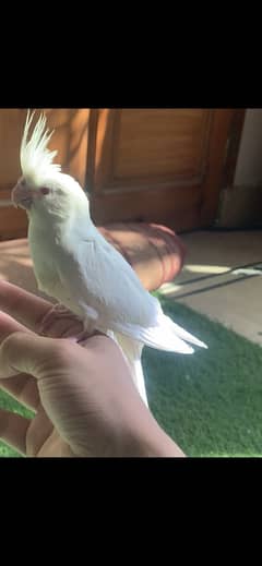 Hand tame cocktail
