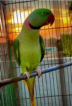 RAW Parrots Pair for Sale